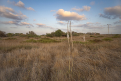 01-Arsuf-Summer-2025