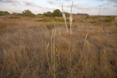 02-Arsuf-Summer-2025