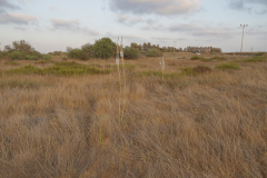 03-Arsuf-Summer-2025
