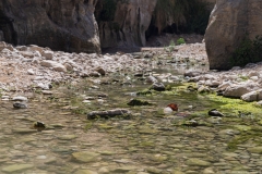 05-Arugot-Wadi-Dead-Sea