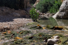 08-Arugot-Wadi-Dead-Sea