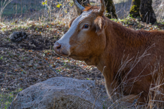 08-Bashan-Cows