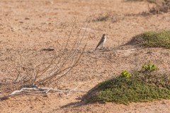 1000D_Birds0026-3