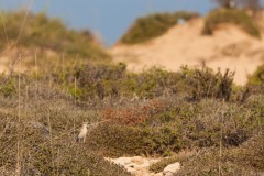 1000D_Birds0033-2