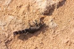 1000D_Black-Ant0037