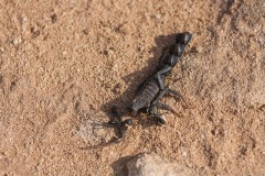 1000D_Black-Ant0039