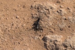 6D_Black-Ant0022