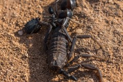 6D_Black-Ant0024-2