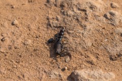 6D_Black-Ant0024