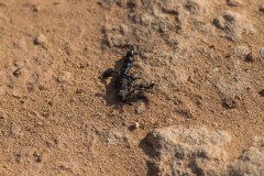 6D_Black-Ant0025