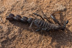 6D_Black-Ant0026-2