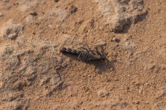 6D_Black-Ant0026