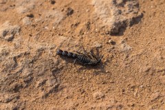 6D_Black-Ant0027