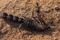 6D_Black-Ant0029-2