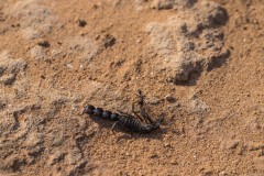 6D_Black-Ant0029