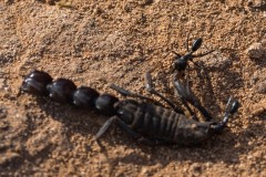 6D_Black-Ant0030-2