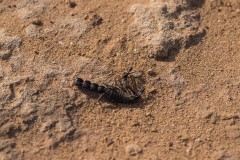 6D_Black-Ant0030