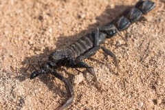 6D_Black-Ant0032-2