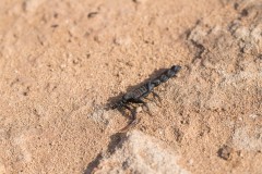 6D_Black-Ant0032