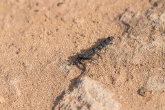 6D_Black-Ant0033