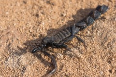 6D_Black-Ant0034-2
