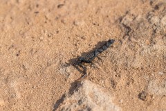 6D_Black-Ant0034