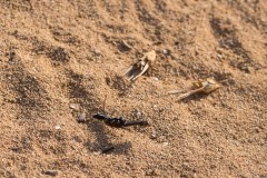 6D_Black-Ant0037-2
