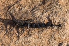 6D_Black-Ant0038-2