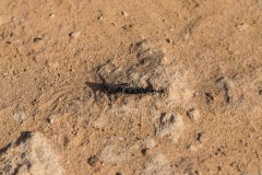 6D_Black-Ant0038