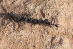 6D_Black-Ant0039-2
