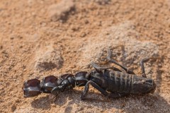 6D_Black-Ant0040-2