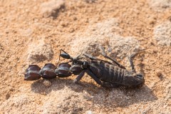6D_Black-Ant0041-2