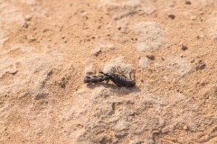 6D_Black-Ant0041