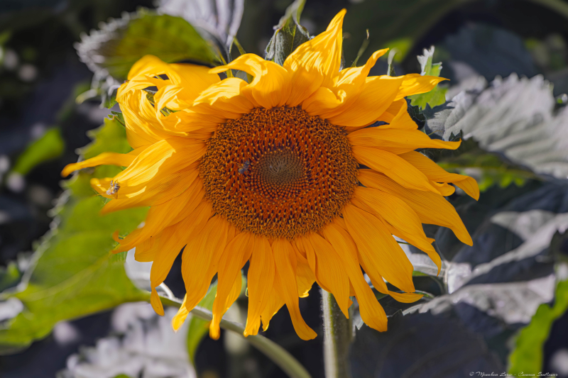 03-Common-Sunflower