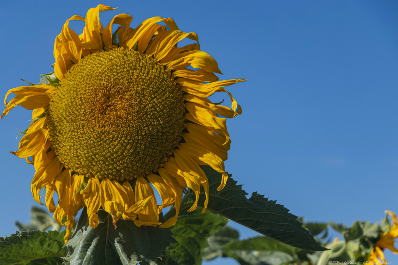 04-Common-Sunflower