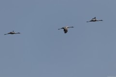 Agmon-Hula-14102019_0167