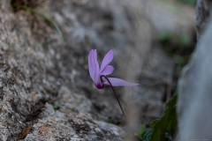 06-Crocus
