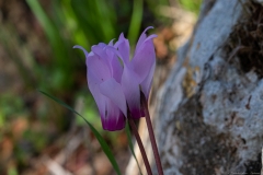 07-Crocus