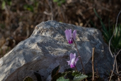 08-Crocus