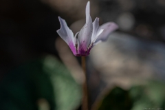 09-Crocus