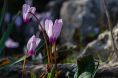 10-Crocus