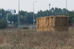 MG_0008-2