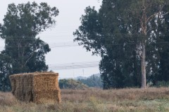 MG_0009-2