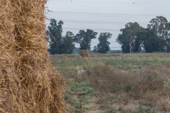 MG_0018
