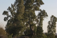 2_MG_0052