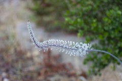 MG_0008-2