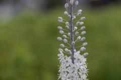 MG_0010-2