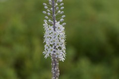 MG_0010