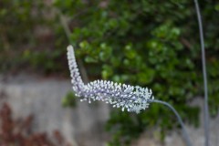 MG_0018-2