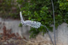 MG_0018